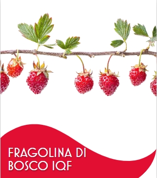 FRAGOLINE DI BOSCO 5 X 2 KG