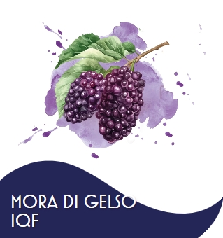 MORE DI GELSO  1 X 10 KG