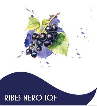 RIBES NERO 1 X 10 KG