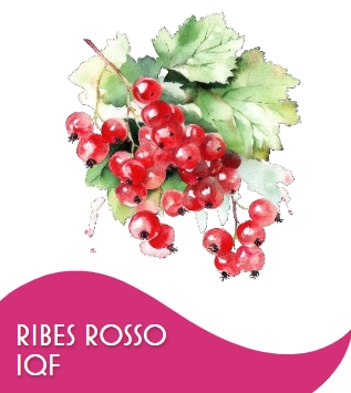RIBES ROSSO 1 X 10 KG