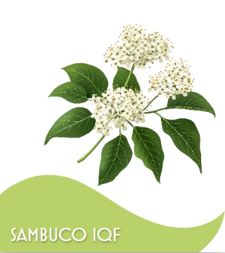 SAMBUCO INTERO 1 X 10 KG